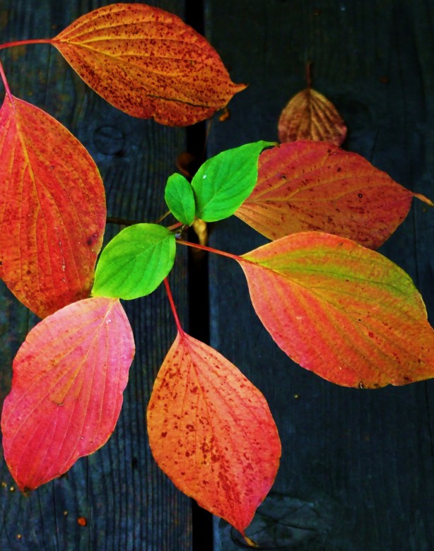 "desperately need more peacemakers, healers, restorers, storytellers, and lovers" - David Orr