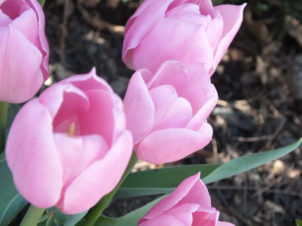 Spring and Sunshine and the Fertility of the Earth Nature creating such astounding beauty.  I adore the SHAMELESSNESS of Spring. www.phillipcoupal.ca