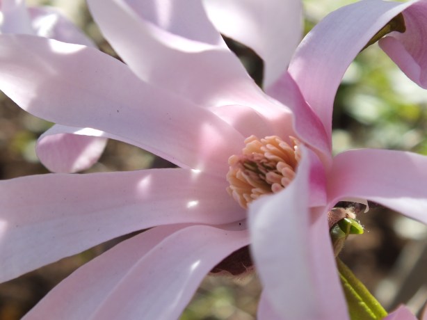 Spring and Sunshine and the Fertility of the Earth Nature creating such astounding beauty.  I adore the SHAMELESSNESS of Spring. www.phillipcoupal.ca