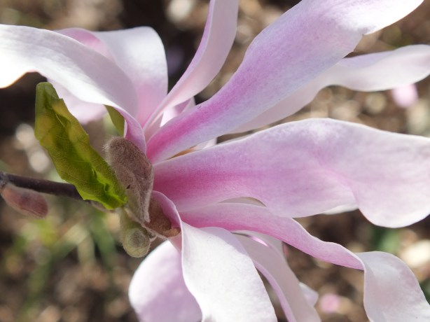 Spring and Sunshine and the Fertility of the Earth Nature creating such astounding beauty.  I adore the SHAMELESSNESS of Spring. www.phillipcoupal.ca