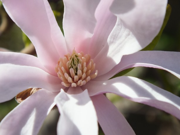 Spring and Sunshine and the Fertility of the Earth Nature creating such astounding beauty.  I adore the SHAMELESSNESS of Spring. www.phillipcoupal.ca