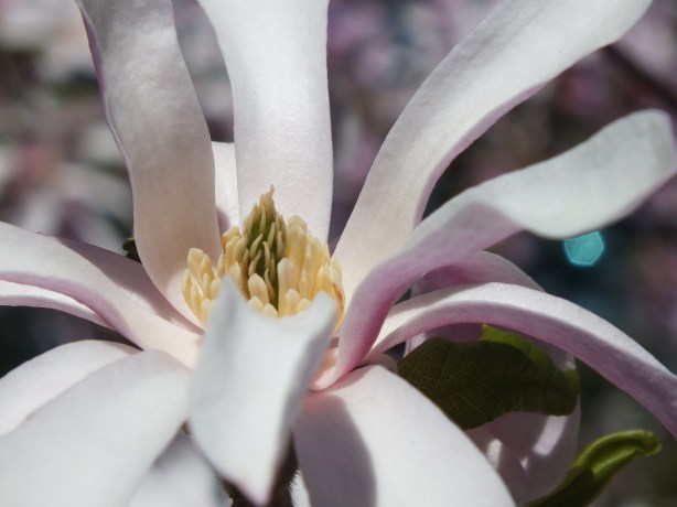 Spring and Sunshine and the Fertility of the Earth Nature creating such astounding beauty.  I adore the SHAMELESSNESS of Spring. www.phillipcoupal.ca