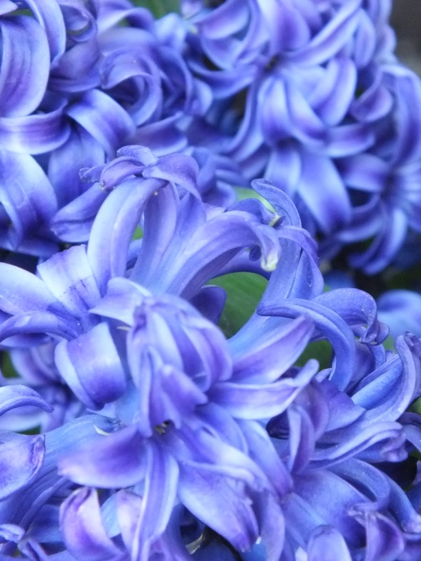 Spring and Sunshine and the Fertility of the Earth Nature creating such astounding beauty.  I adore the SHAMELESSNESS of Spring. www.phillipcoupal.ca