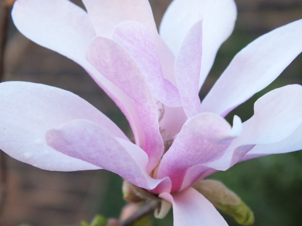 Spring and Sunshine and the Fertility of the Earth Nature creating such astounding beauty.  I adore the SHAMELESSNESS of Spring. www.phillipcoupal.ca