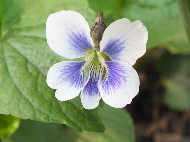 Gardens May 5 13 (20)