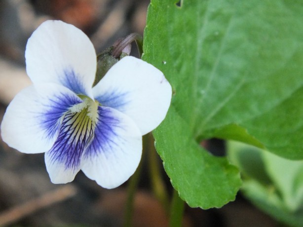 Spring and Sunshine and the Fertility of the Earth Nature creating such astounding beauty.  I adore the SHAMELESSNESS of Spring. www.phillipcoupal.ca