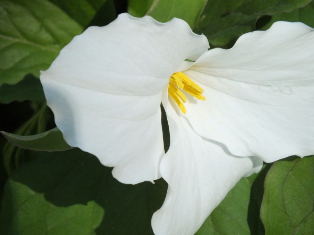 Spring and Sunshine and the Fertility of the Earth Nature creating such astounding beauty.  I adore the SHAMELESSNESS of Spring. www.phillipcoupal.ca