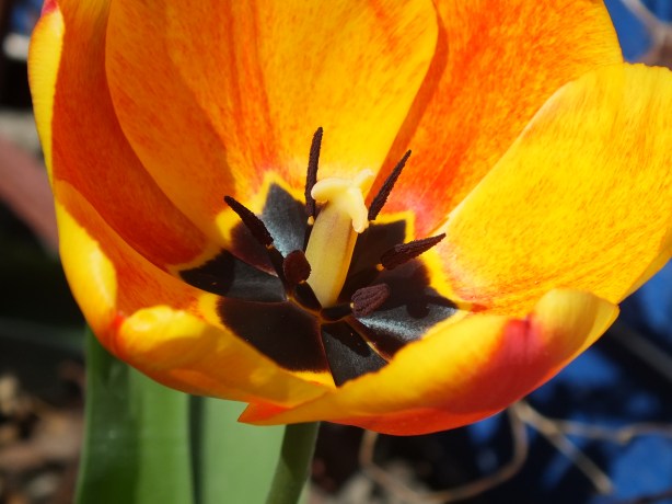 Spring and Sunshine and the Fertility of the Earth Nature creating such astounding beauty.  I adore the SHAMELESSNESS of Spring. www.phillipcoupal.ca