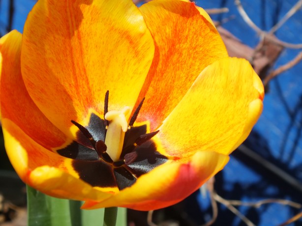 Spring and Sunshine and the Fertility of the Earth Nature creating such astounding beauty.  I adore the SHAMELESSNESS of Spring. www.phillipcoupal.ca