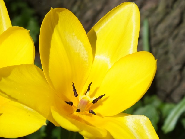 Spring and Sunshine and the Fertility of the Earth Nature creating such astounding beauty.  I adore the SHAMELESSNESS of Spring. www.phillipcoupal.ca