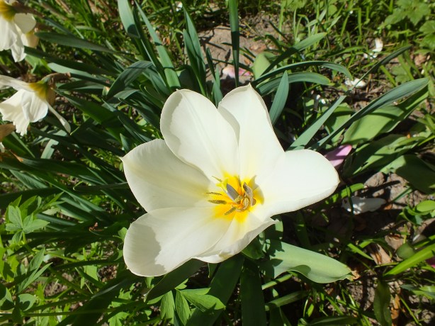 Spring and Sunshine and the Fertility of the Earth Nature creating such astounding beauty.  I adore the SHAMELESSNESS of Spring. www.phillipcoupal.ca