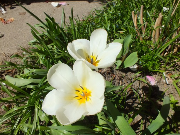 Spring and Sunshine and the Fertility of the Earth Nature creating such astounding beauty.  I adore the SHAMELESSNESS of Spring. www.phillipcoupal.ca