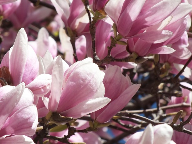 Spring and Sunshine and the Fertility of the Earth Nature creating such astounding beauty.  I adore the SHAMELESSNESS of Spring. www.phillipcoupal.ca