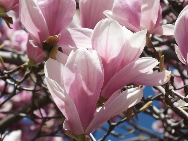 Spring and Sunshine and the Fertility of the Earth Nature creating such astounding beauty.  I adore the SHAMELESSNESS of Spring. www.phillipcoupal.ca