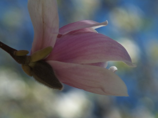 Spring and Sunshine and the Fertility of the Earth Nature creating such astounding beauty.  I adore the SHAMELESSNESS of Spring. www.phillipcoupal.ca