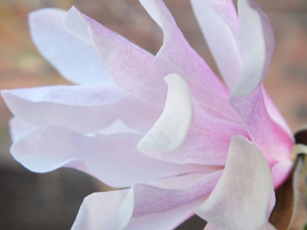 Spring and Sunshine and the Fertility of the Earth Nature creating such astounding beauty.  I adore the SHAMELESSNESS of Spring. www.phillipcoupal.ca