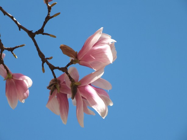 Spring and Sunshine and the Fertility of the Earth Nature creating such astounding beauty.  I adore the SHAMELESSNESS of Spring. www.phillipcoupal.ca