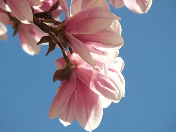 Spring and Sunshine and the Fertility of the Earth Nature creating such astounding beauty.  I adore the SHAMELESSNESS of Spring. www.phillipcoupal.ca