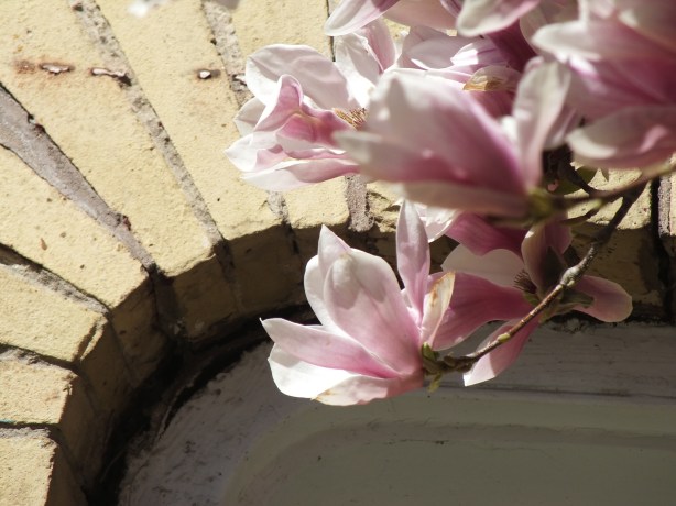 Spring and Sunshine and the Fertility of the Earth Nature creating such astounding beauty.  I adore the SHAMELESSNESS of Spring. www.phillipcoupal.ca