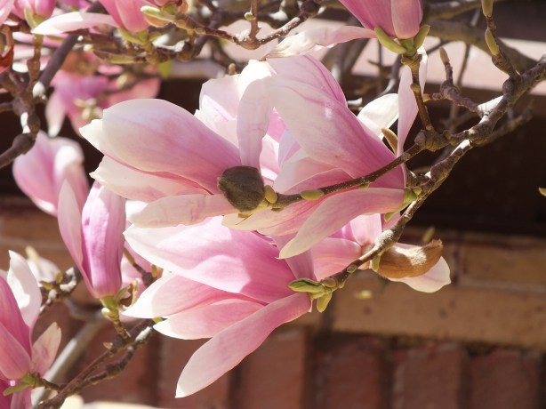 Spring and Sunshine and the Fertility of the Earth Nature creating such astounding beauty.  I adore the SHAMELESSNESS of Spring. www.phillipcoupal.ca