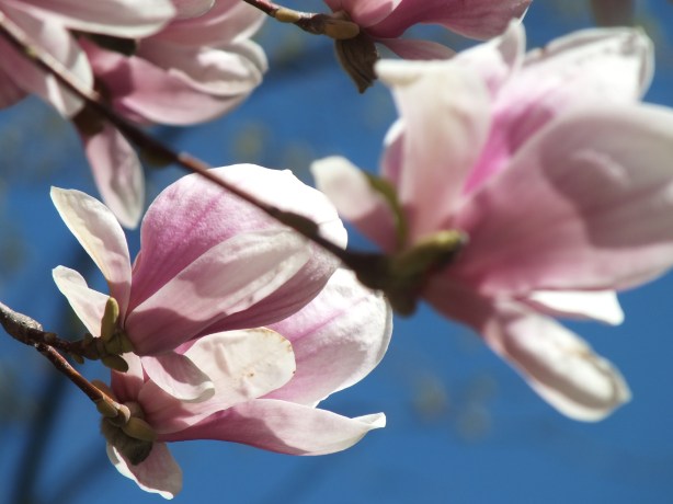 Spring and Sunshine and the Fertility of the Earth Nature creating such astounding beauty.  I adore the SHAMELESSNESS of Spring. www.phillipcoupal.ca