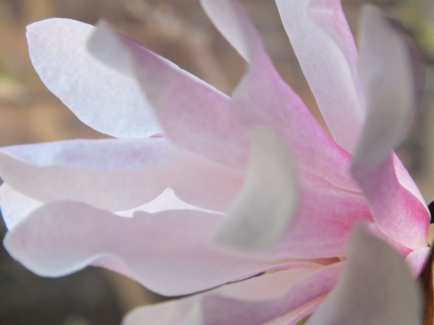 Spring and Sunshine and the Fertility of the Earth Nature creating such astounding beauty.  I adore the SHAMELESSNESS of Spring. www.phillipcoupal.ca