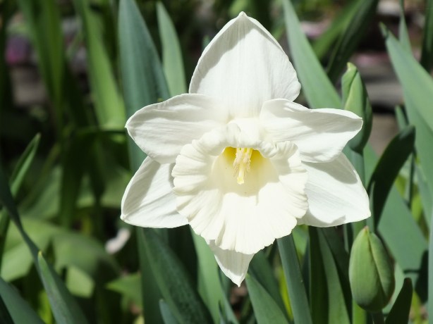 Spring and Sunshine and the Fertility of the Earth Nature creating such astounding beauty.  I adore the SHAMELESSNESS of Spring. www.phillipcoupal.ca