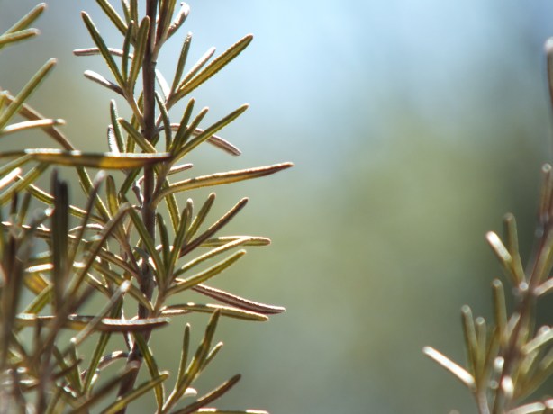 Spring and Sunshine and the Fertility of the Earth Nature creating such astounding beauty.  I adore the SHAMELESSNESS of Spring. www.phillipcoupal.ca