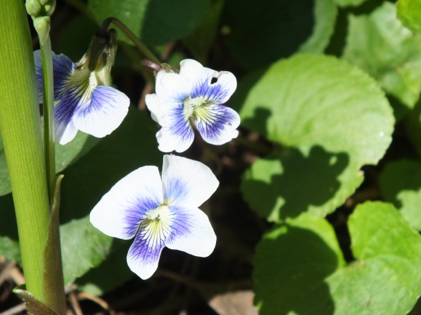 Spring and Sunshine and the Fertility of the Earth Nature creating such astounding beauty.  I adore the SHAMELESSNESS of Spring. www.phillipcoupal.ca