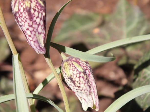 Spring and Sunshine and the Fertility of the Earth Nature creating such astounding beauty.  I adore the SHAMELESSNESS of Spring. www.phillipcoupal.ca