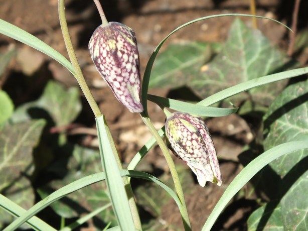 Spring and Sunshine and the Fertility of the Earth Nature creating such astounding beauty.  I adore the SHAMELESSNESS of Spring. www.phillipcoupal.ca