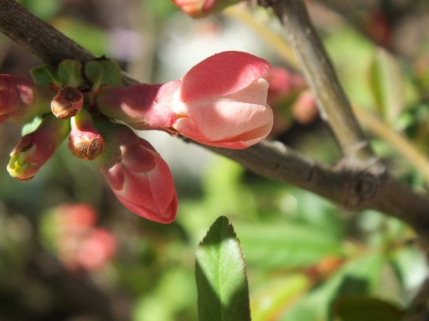 Spring and Sunshine and the Fertility of the Earth Nature creating such astounding beauty.  I adore the SHAMELESSNESS of Spring. www.phillipcoupal.ca