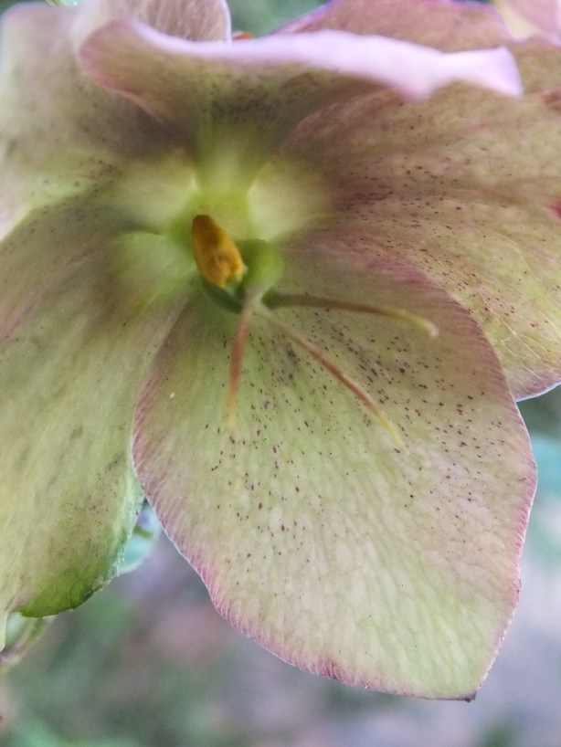 Spring and Sunshine and the Fertility of the Earth Nature creating such astounding beauty.  I adore the SHAMELESSNESS of Spring. www.phillipcoupal.ca