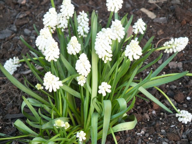 Spring and Sunshine and the Fertility of the Earth Nature creating such astounding beauty.  I adore the SHAMELESSNESS of Spring. www.phillipcoupal.ca