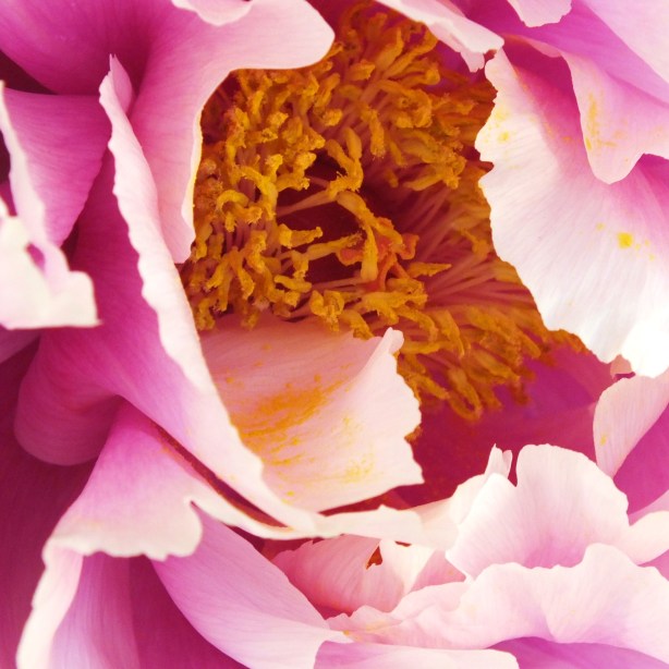 Living LIFE as a RADIANT BABY accessing the Bliss Body www.phillipcoupal.ca